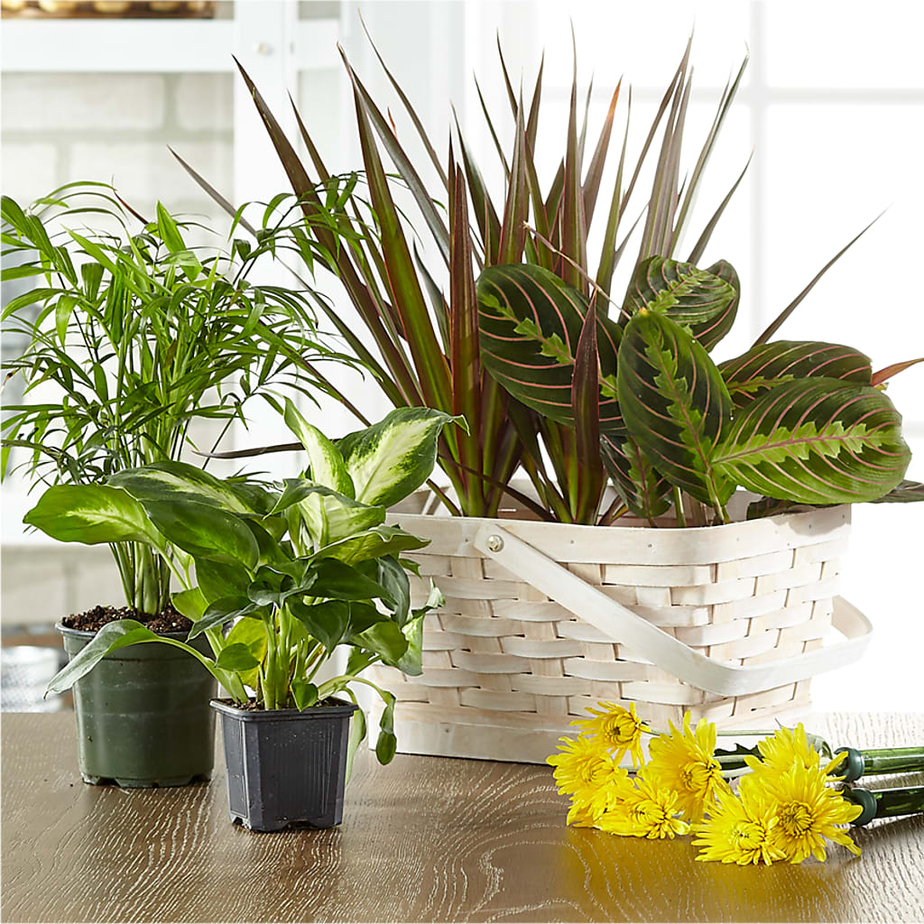 Florist Designed Blooming and Green Plants in a Basket – Cafe Flora, Albuquerque NM