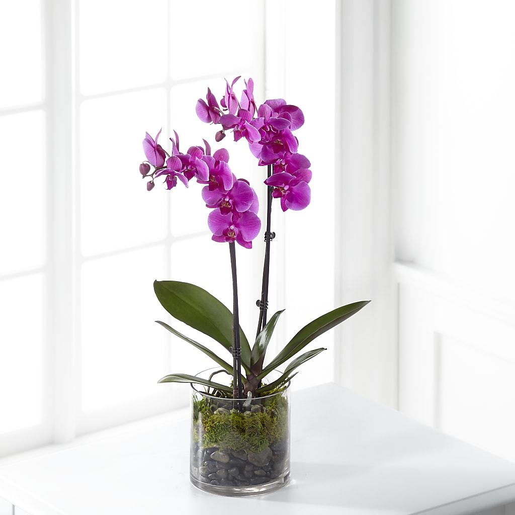 Pink Orchid Plant – Cafe Flora, Albuquerque NM
