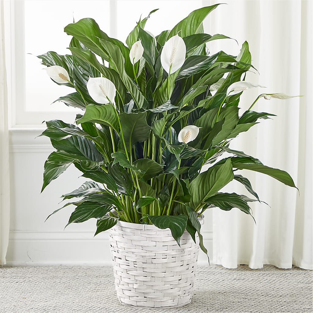A New Leaf Peace Lily – Cafe Flora, Albuquerque NM