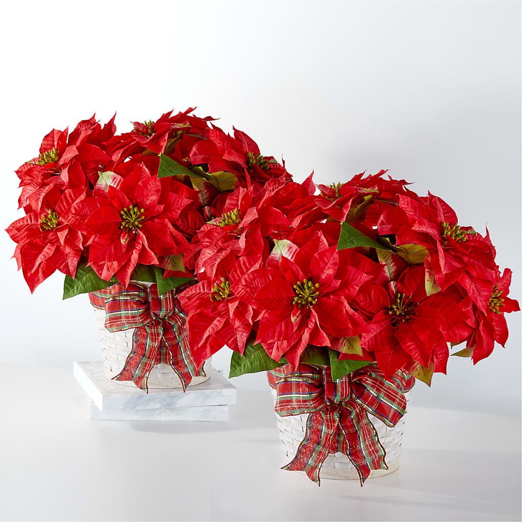 Happiest Holidays Poinsettia Bundle –  Cafe Flora, Albuquerque NM